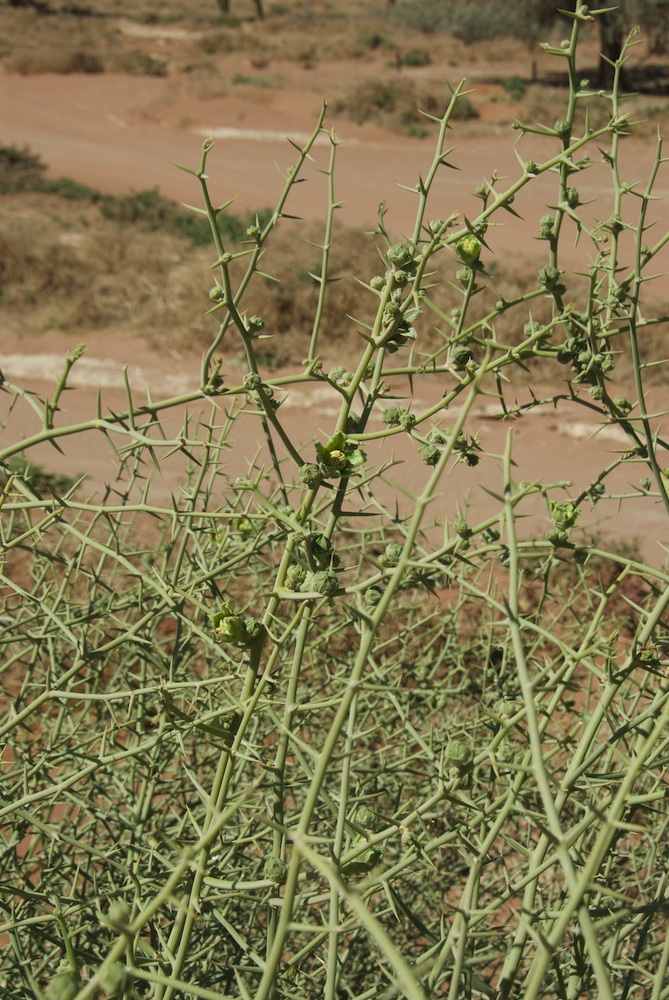 Cucurbitaceae Acanthosicyos horridus