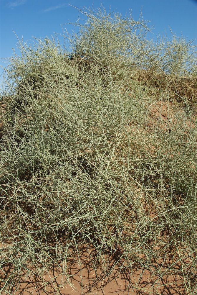 Cucurbitaceae Acanthosicyos horridus