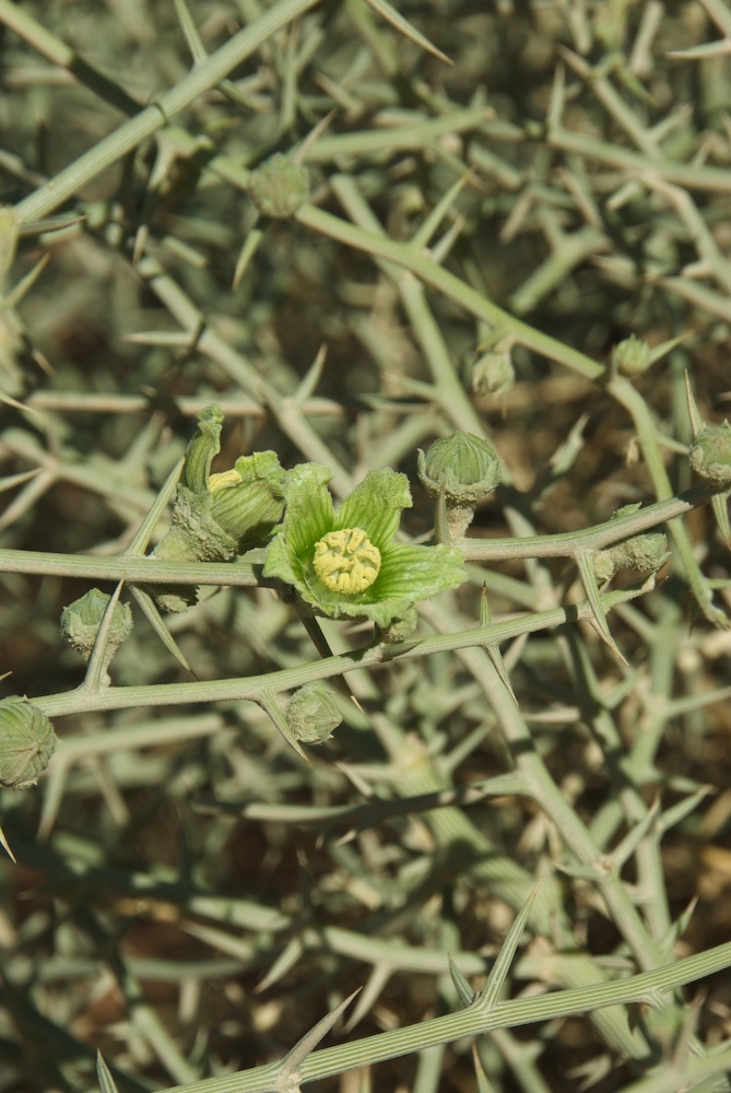 Cucurbitaceae Acanthosicyos horridus