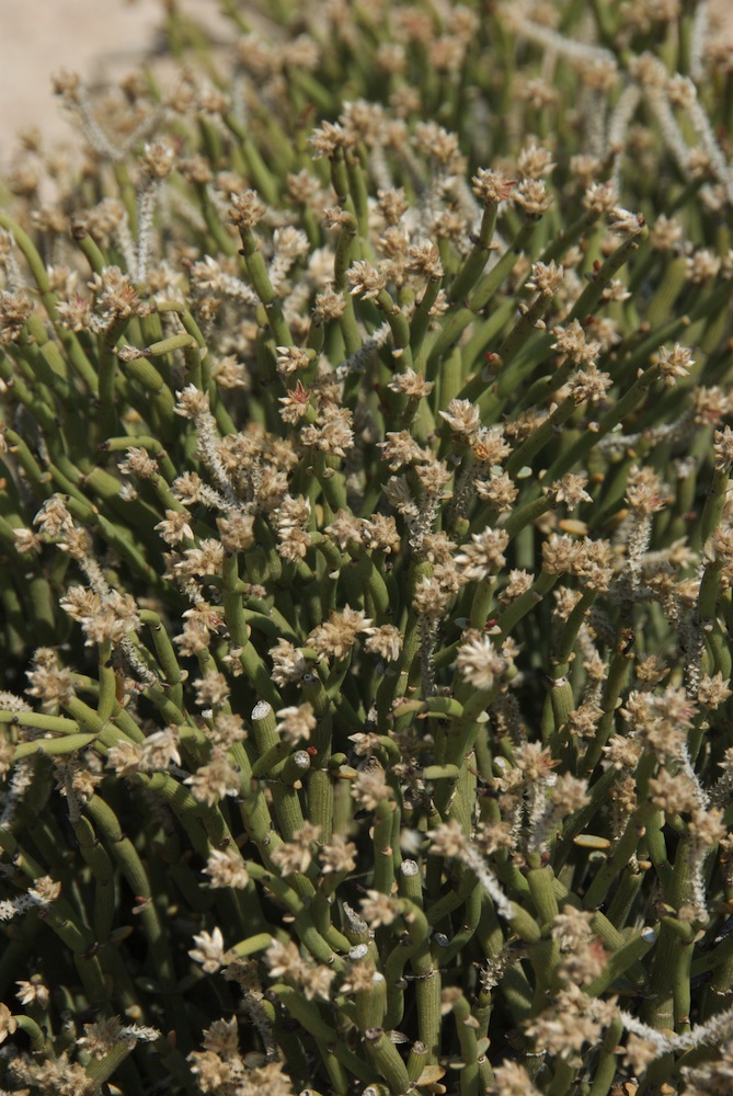 Amaranthaceae Arthraerua leubnitziae