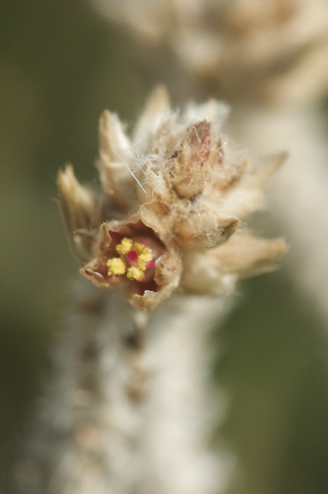 Amaranthaceae Arthraerua leubnitziae