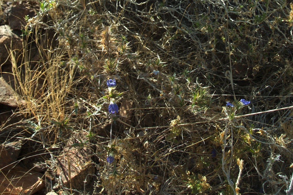 Acanthaceae Blepharis mitrata