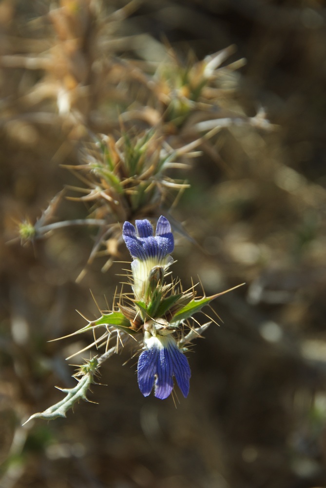 Acanthaceae Blepharis mitrata