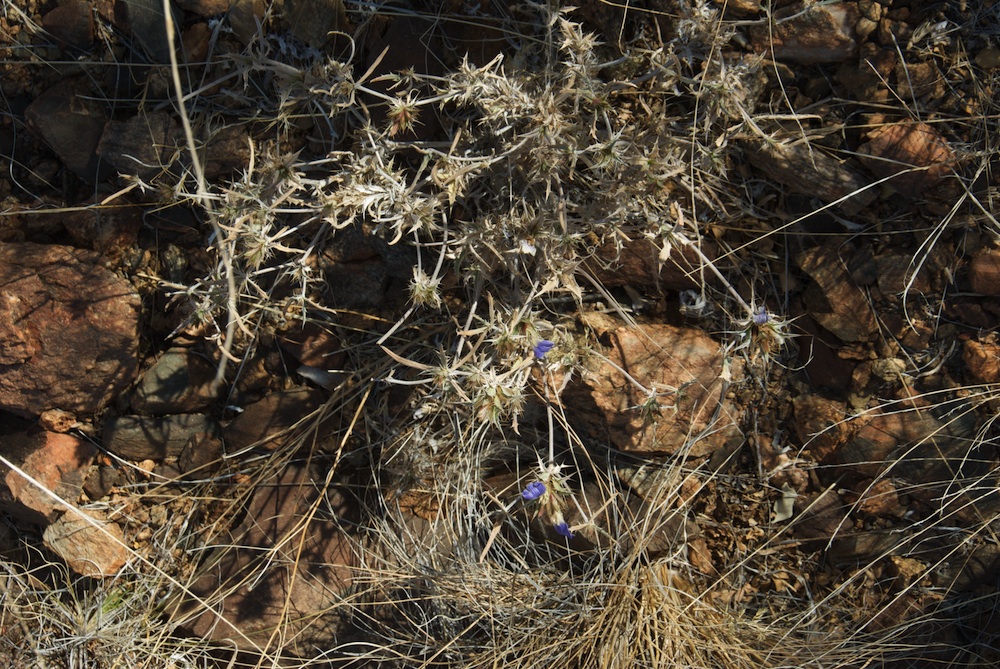 Acanthaceae Blepharis mitrata
