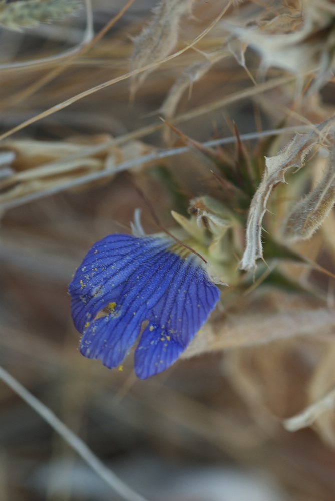Acanthaceae Blepharis mitrata