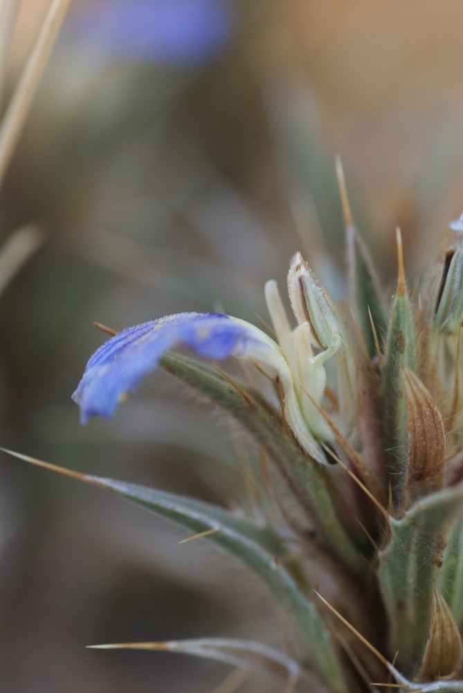 Acanthaceae Blepharis mitrata