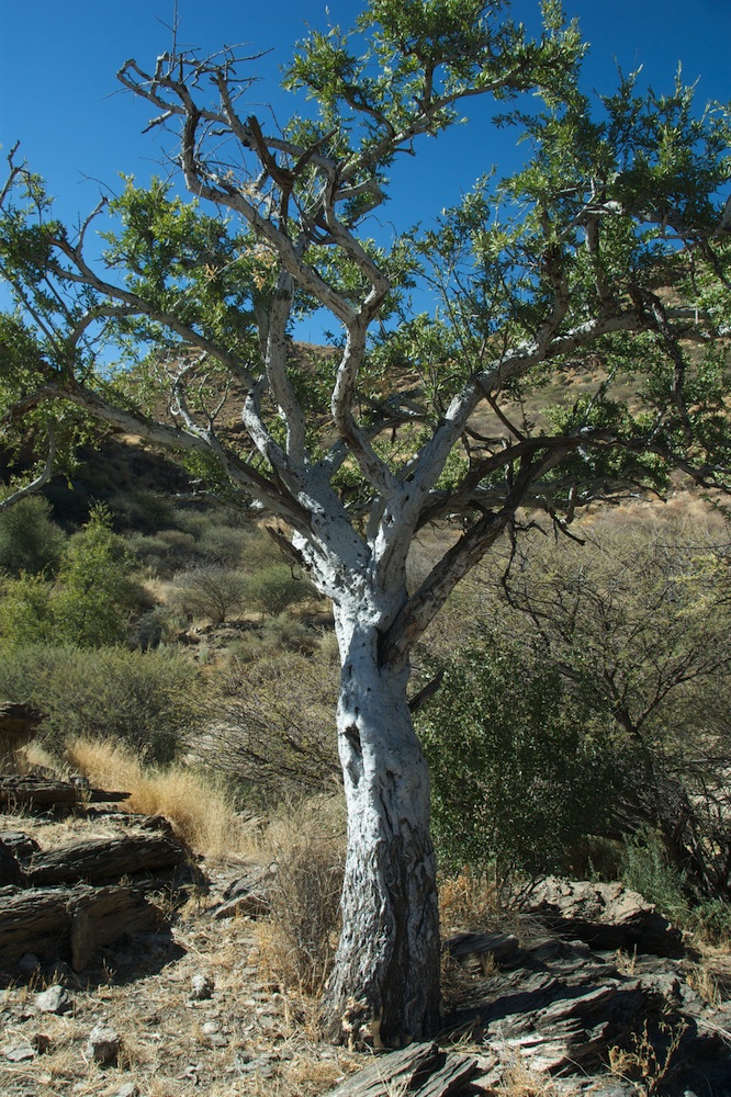 Capparaceae Boscia albitrunca