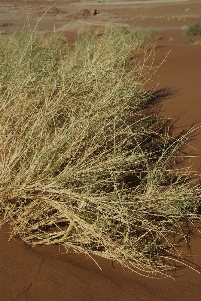 Poaceae Cladoraphis spinosa
