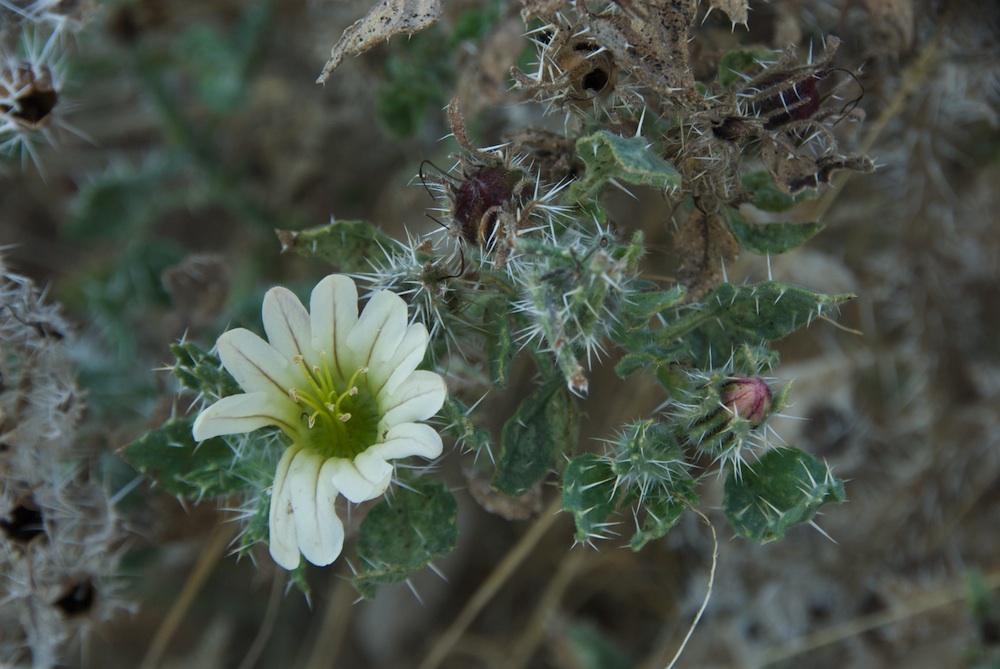 Hydrophyllaceae Codon royenii
