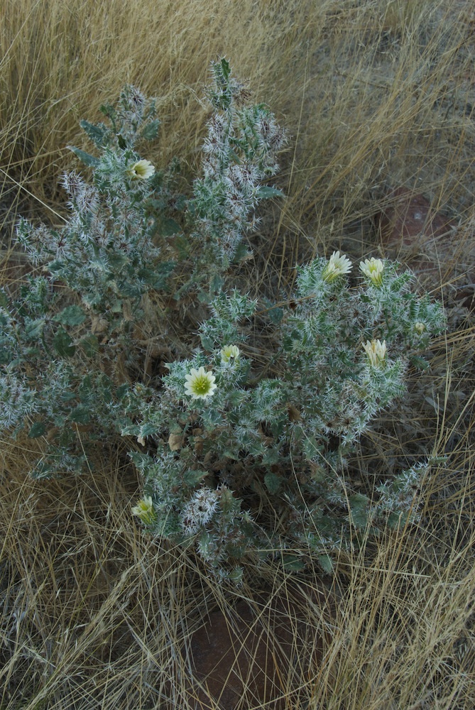 Hydrophyllaceae Codon royenii
