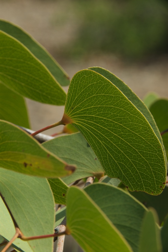Fabaceae Colophospermum mopane