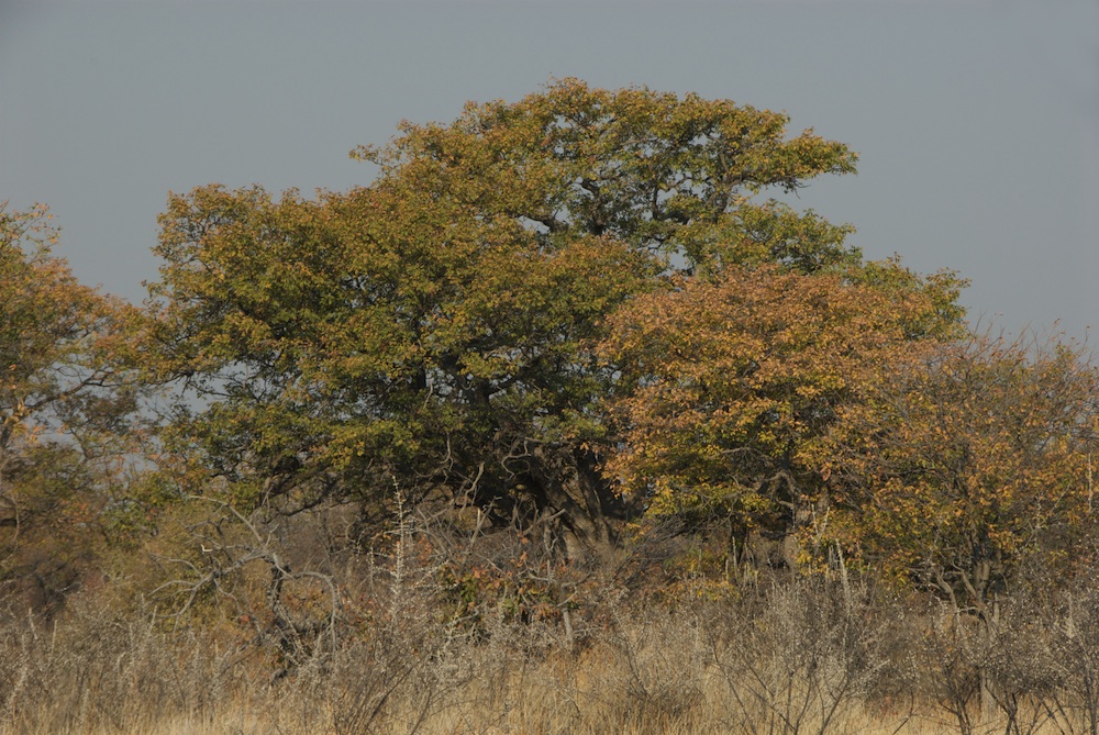 Fabaceae Colophospermum mopane