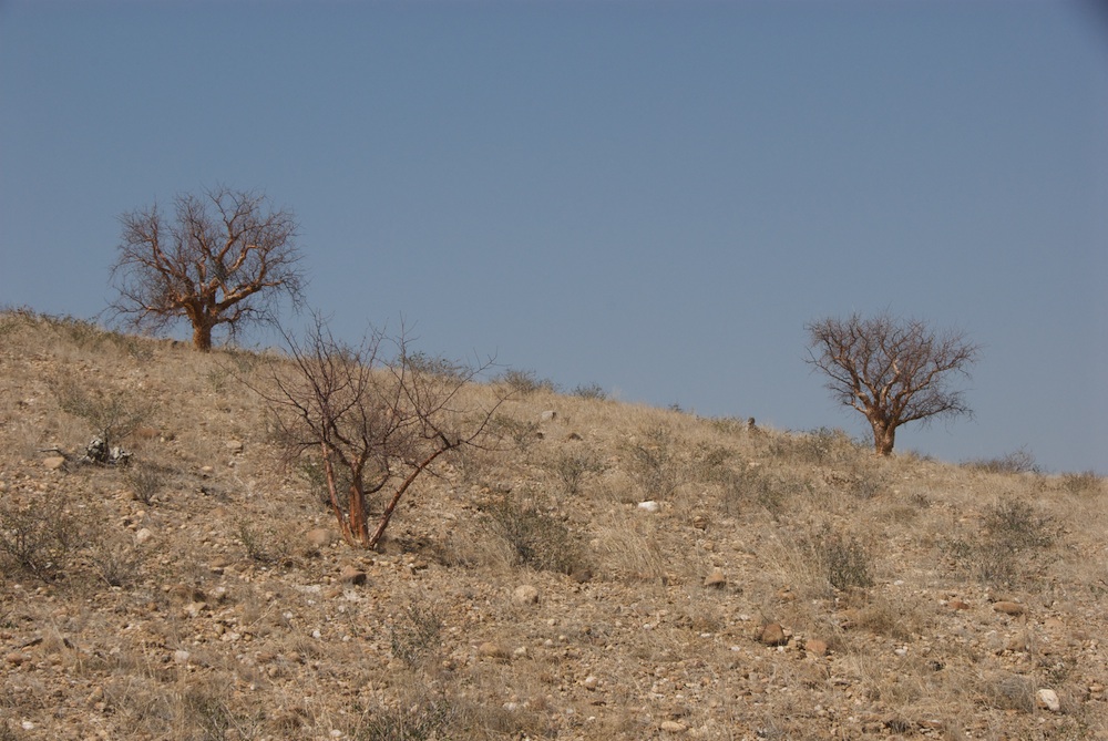 Burseraceae Commiphora glaucescens