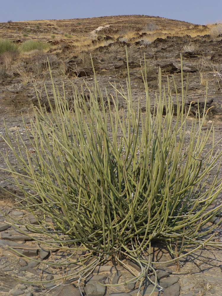 Euphorbiaceae Euphorbia damarana