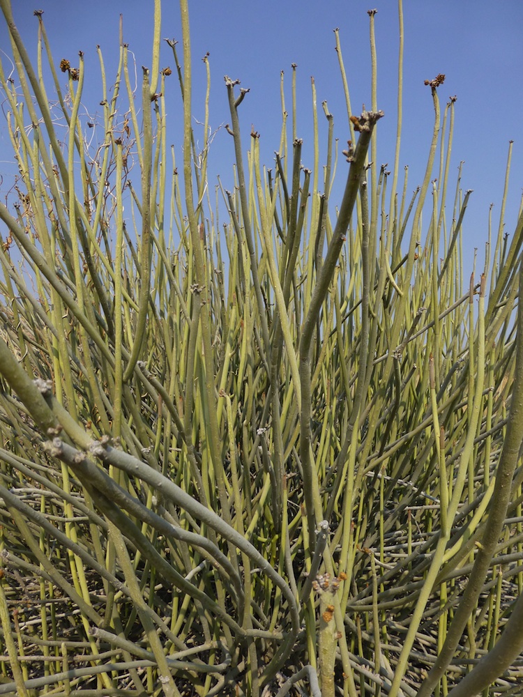 Euphorbiaceae Euphorbia damarana