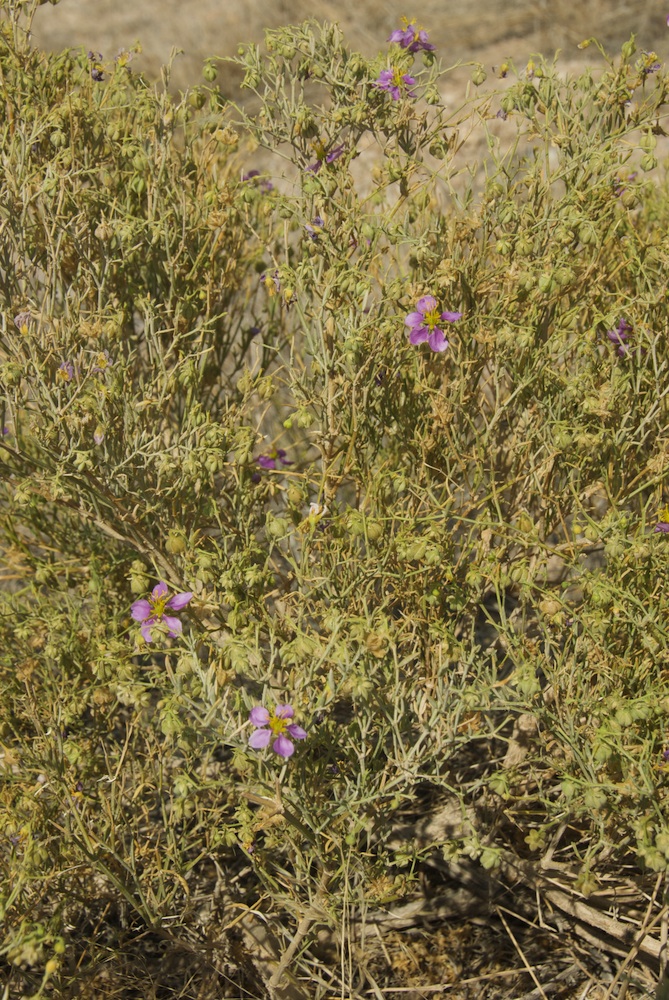 Zygophyllaceae Fagonia rangei