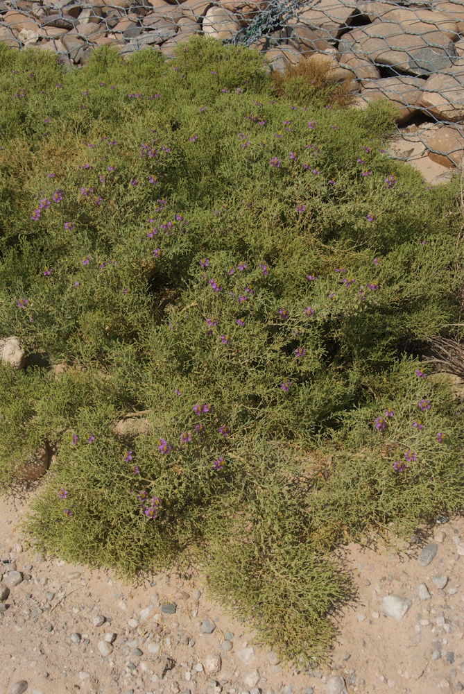 Zygophyllaceae Fagonia rangei
