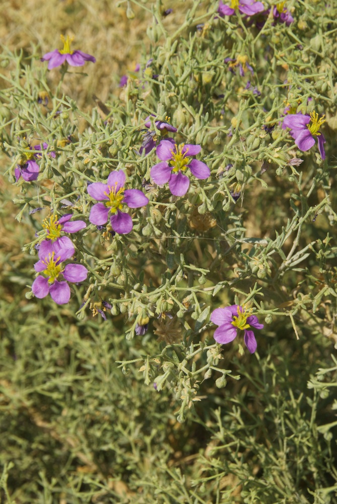 Zygophyllaceae Fagonia rangei