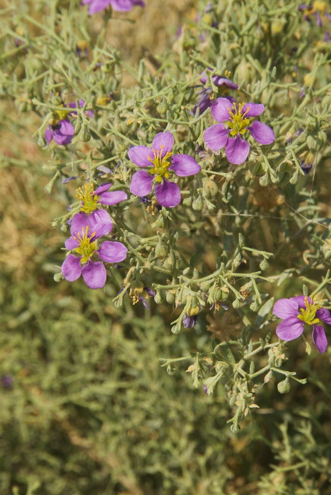 Zygophyllaceae Fagonia rangei