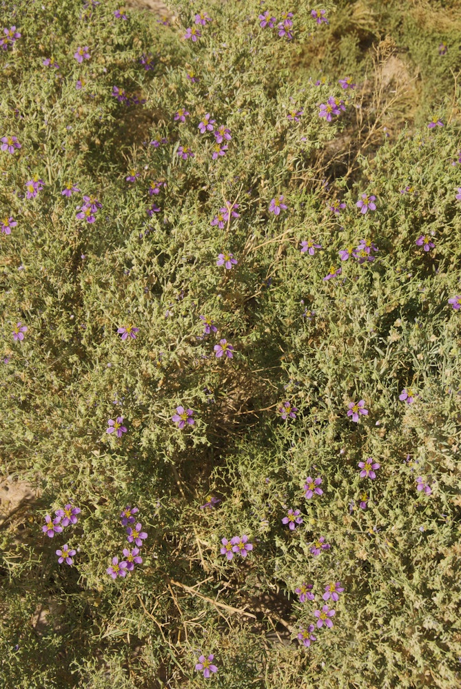 Zygophyllaceae Fagonia rangei