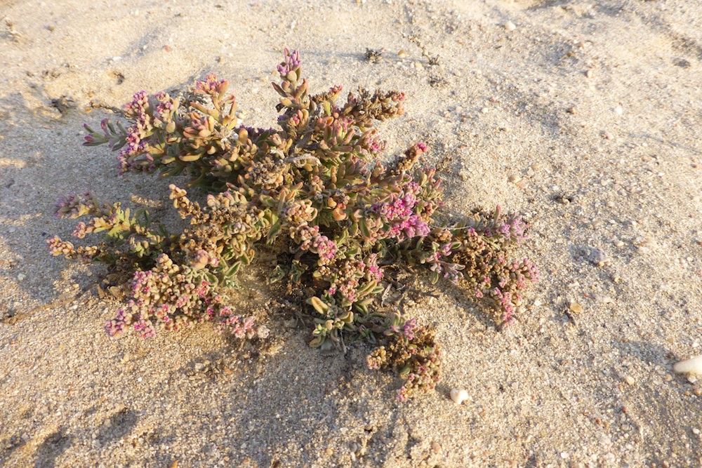 Aizoaceae Galenia papulosa