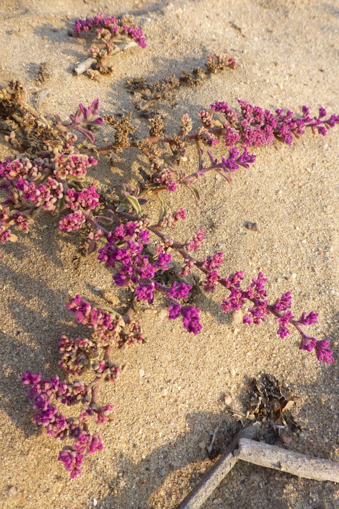 Aizoaceae Galenia papulosa