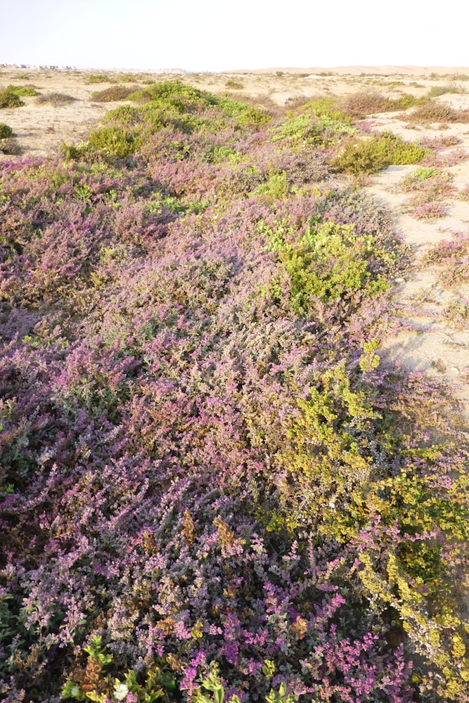 Aizoaceae Galenia papulosa