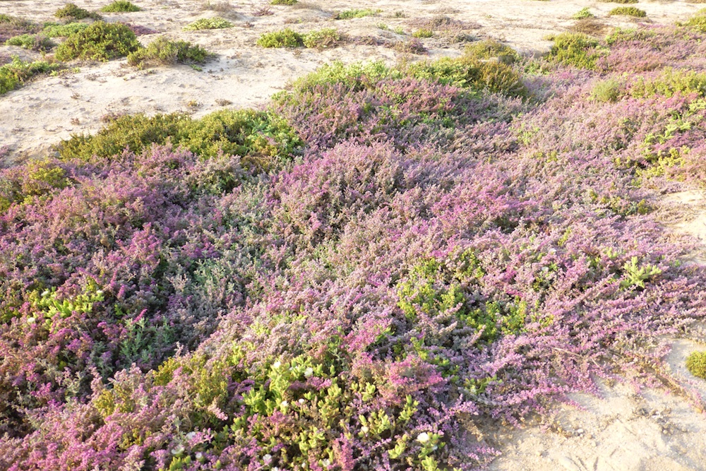 Aizoaceae Galenia papulosa