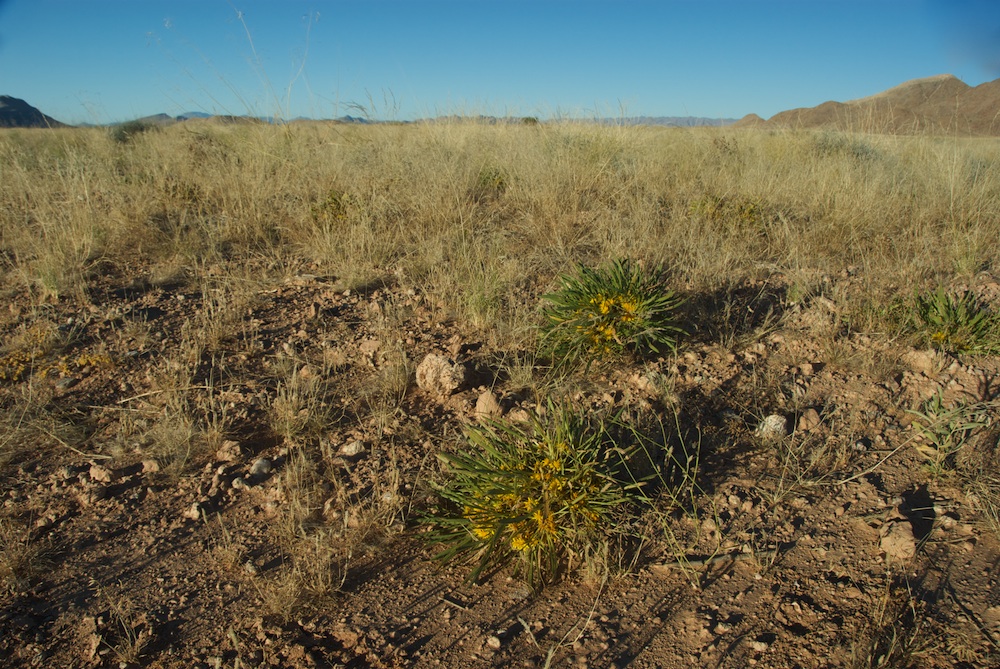 Asteraceae Geigeria ornativa