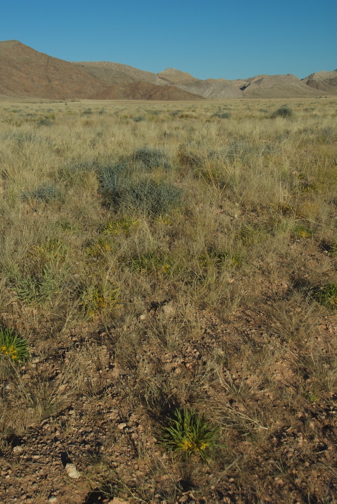 Asteraceae Geigeria ornativa