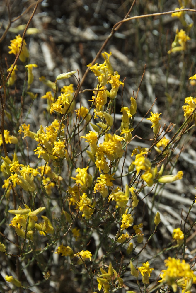 Thymelaeaceae Gnidia polycephala