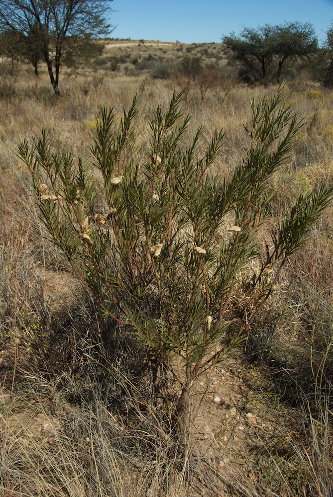 Apocynaceae Gomphocarpus fruticosus