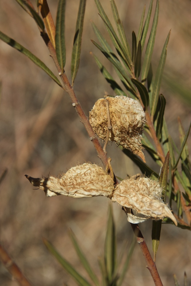 Apocynaceae Gomphocarpus fruticosus