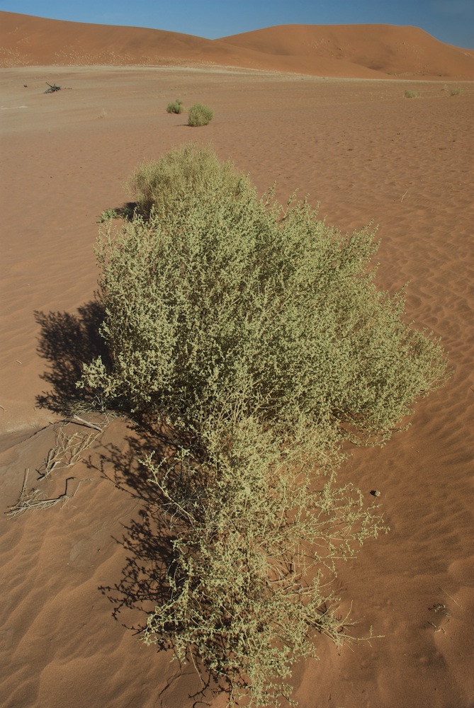 Byttneriaceae Hermannia minimifolia