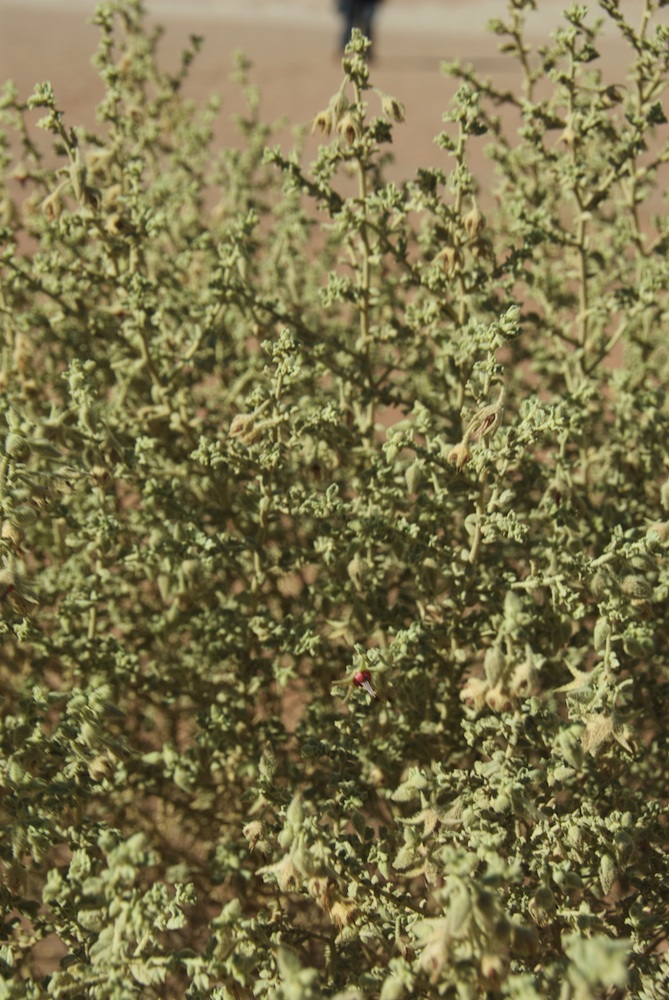 Byttneriaceae Hermannia minimifolia