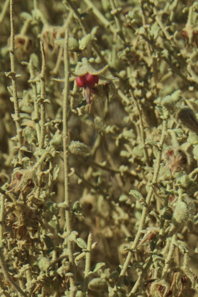Byttneriaceae Hermannia minimifolia