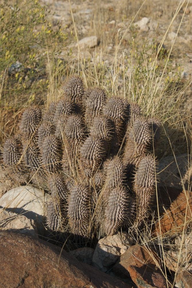 Apocynaceae Hoodia 