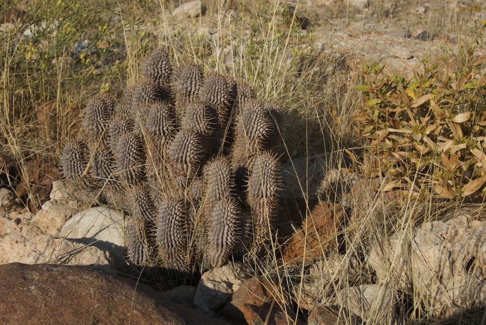 Apocynaceae Hoodia 