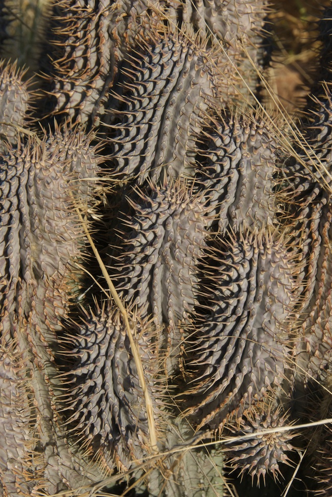 Apocynaceae Hoodia 