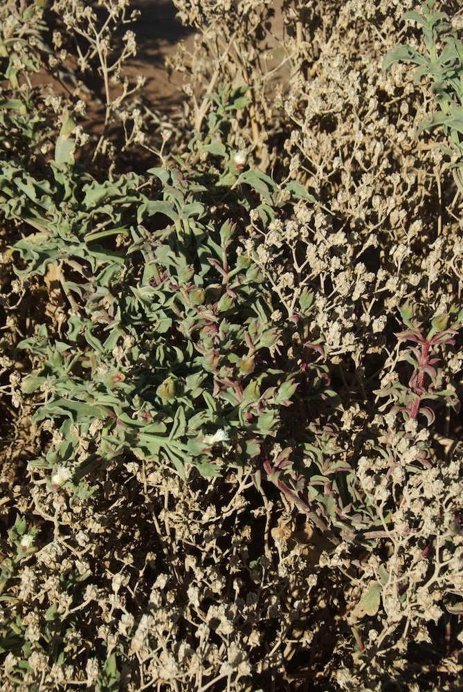 Aizoaceae Mesembryanthemum guerichianum