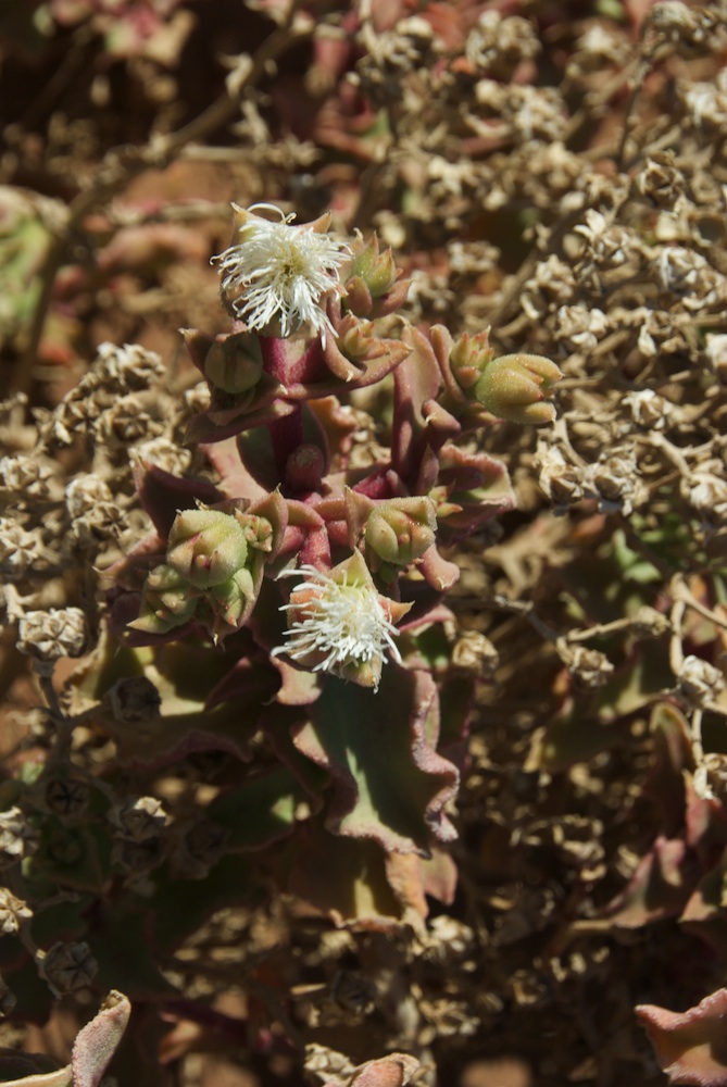Aizoaceae Mesembryanthemum guerichianum
