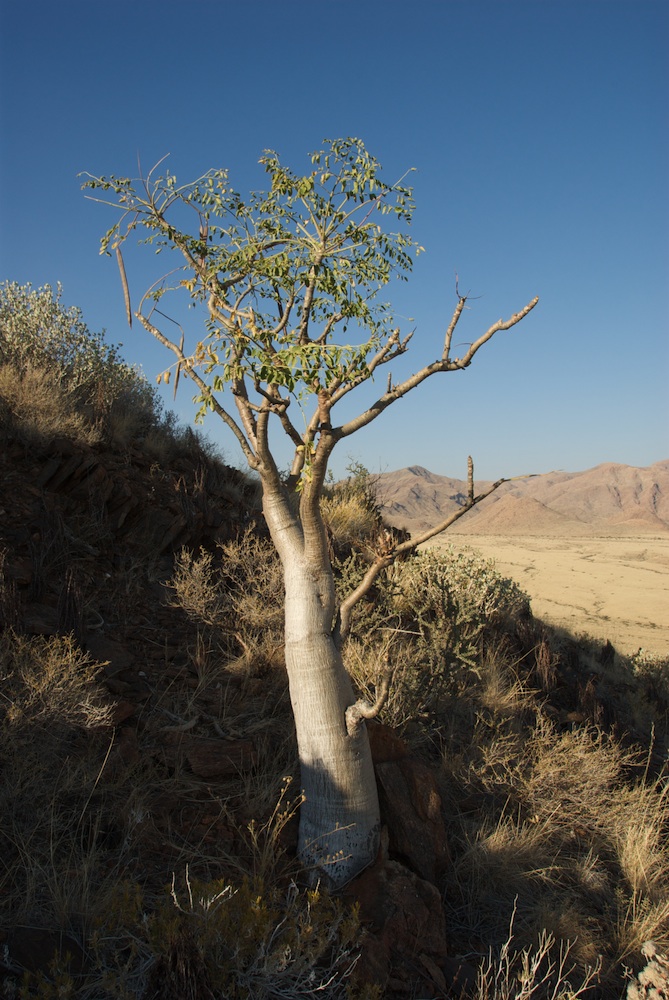 Moringaceae Moringa ovalifolia