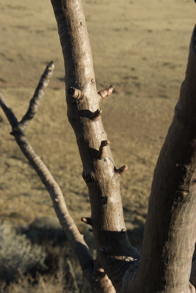 Moringaceae Moringa ovalifolia