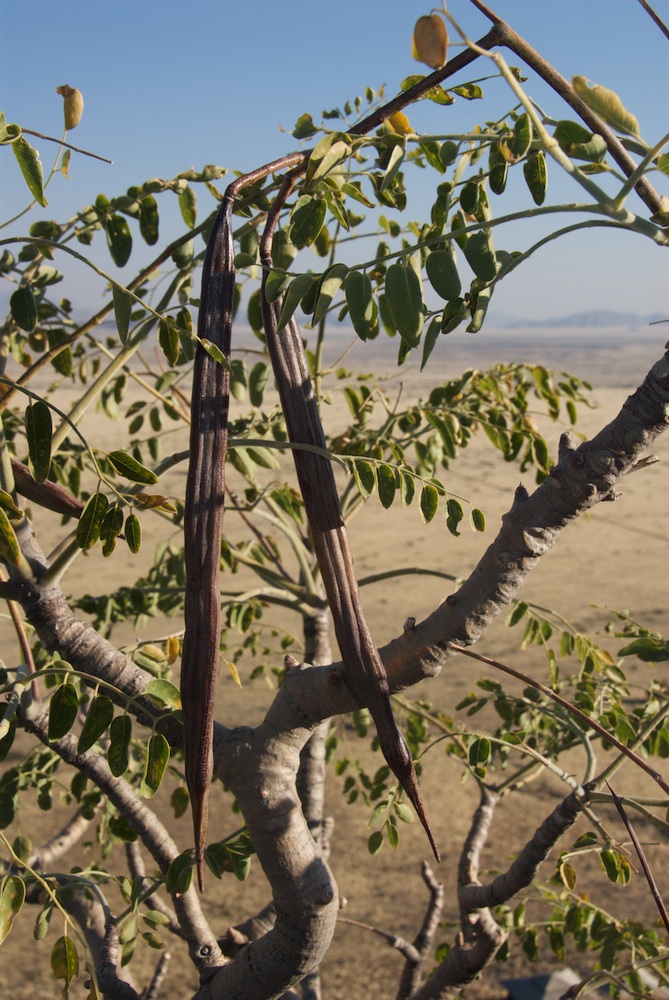 Moringaceae Moringa ovalifolia