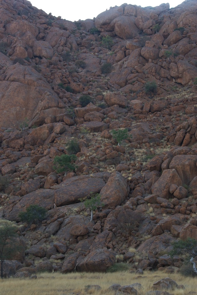 Moringaceae Moringa ovalifolia