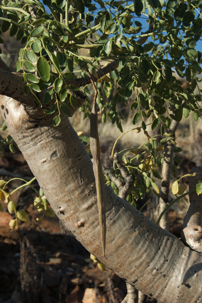 Moringaceae Moringa ovalifolia