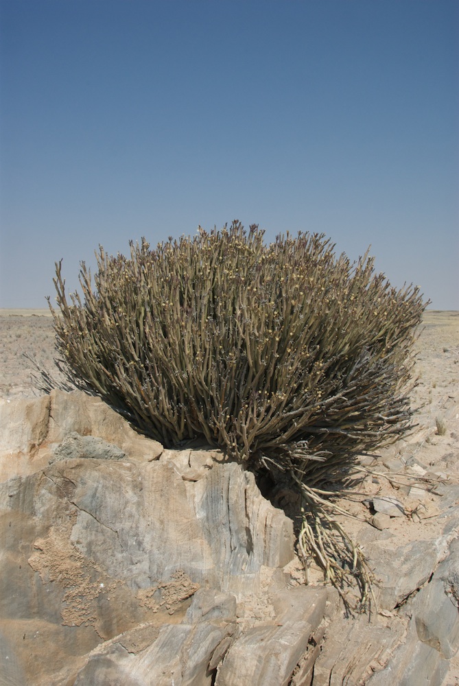 Asteraceae Kleinia longiflora