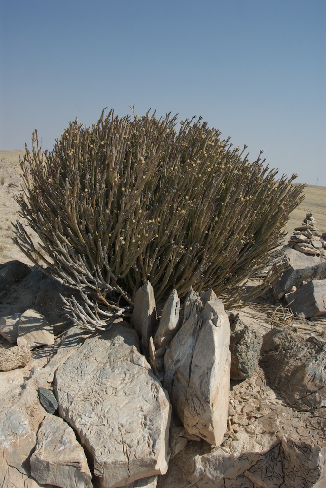 Asteraceae Kleinia longiflora