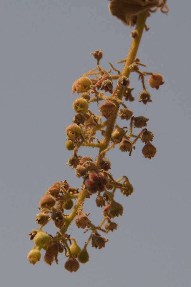 Sterculiaceae Sterculia quinqueloba