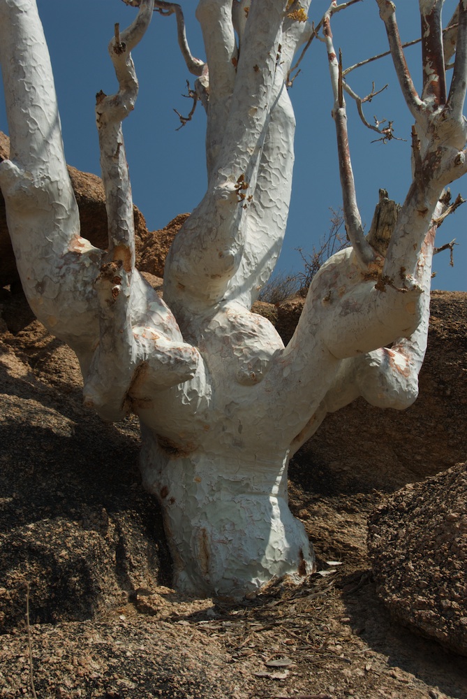 Sterculiaceae Sterculia quinqueloba